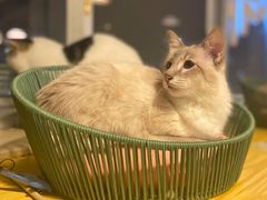 -Cappucimeow猫咪咖啡馆(韦伯时代店)