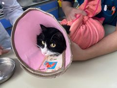 -瑞派动物医院·猫专科·至诚(江南中分院)