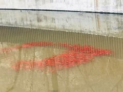 -白水寺森林公园