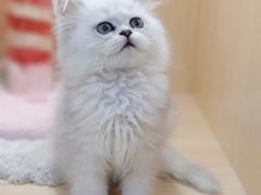 -爪爪喵星球·猫舍(益田假日里店)