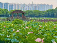 -荷塘月色湿地公园·向阳花洲