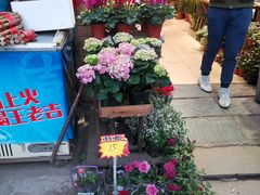 -桂林市花鸟市场