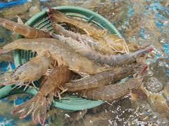 -半岛听涛蒸汽海鲜自助(K11店)
