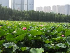 -艾溪湖湿地公园