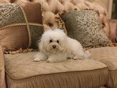 -爱派特动物医院·全科诊疗中心