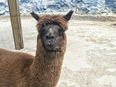 -栾川竹海野生动物园