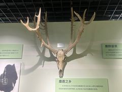 -北京麋鹿生态实验中心