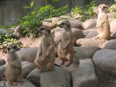 -上海野生动物园