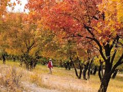 -五角枫生态旅游景区