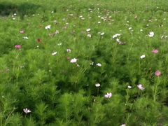 -紫海香堤香草艺术庄园
