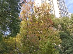 -新江湾城公园