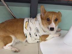 -怪兽屋·羊驼·猫咖·狗咖(俊华广场店)