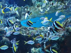 -海合安成都极地海洋公园