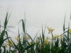 -大湾区中央湿地公园