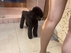 -FAELING PETS美天灵宠物(富力广场店)