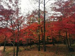 -庆岭迎宾园正宗活鱼馆