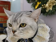 -爱洗澡的猫(望京店)