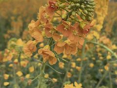 -中国天府农业博览园