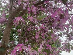 -广州白江湖森林公园