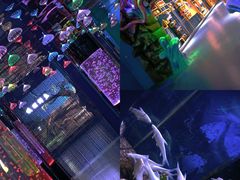 -沙沙哗啦海洋馆(华宇百花谷店)