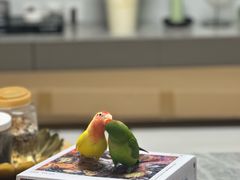 -盒马鲜生(红莲店)