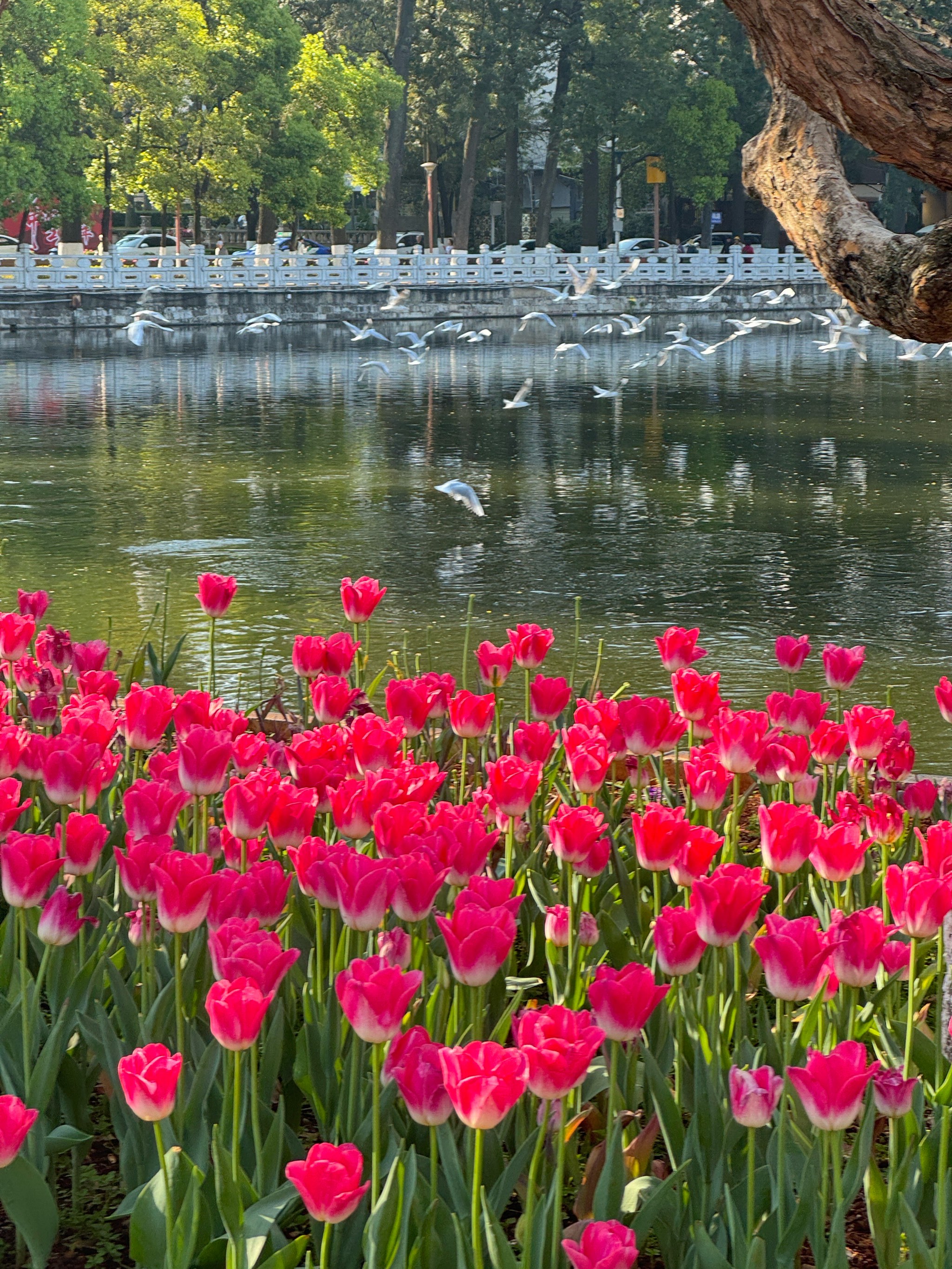 翠湖公园郁金香花展图片