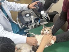 -美联众合爱康动物医院•复杂内科•肿瘤科•牙科•腔镜诊疗中心