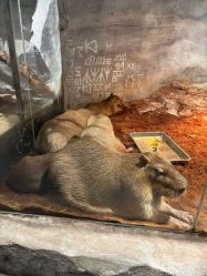 点击看大图 -Zoolung Zoolung动物主题公园(海信广场店)