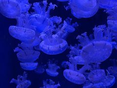 -成都浩海立方海洋公园