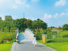 -王借岗森林公园