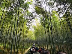 -大奇山国家森林公园