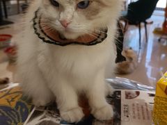 -平行世界·猫咖(首经贸店)