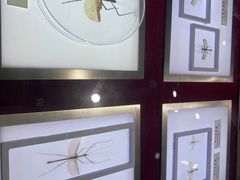 -上海昆虫博物馆