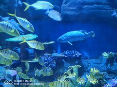 -华夏文旅海洋公园