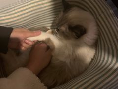-猫色咖啡·猫咖