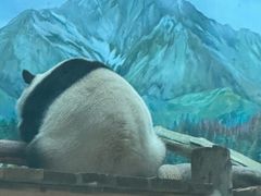 -武汉动物园