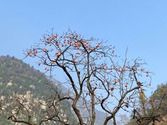-太平万花山景区