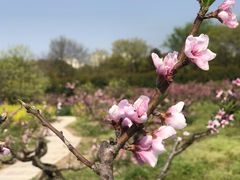 -南汇桃花村