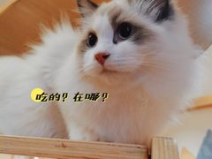 -滚猫咖啡·猫咖·猫友好撸猫(未来城店)