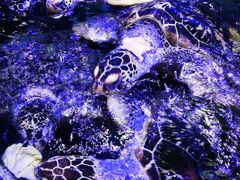 -海合安武汉极地海洋公园