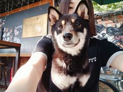 -柴犬高等学院·狗咖·柴犬售卖·宠物训练