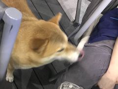 -野萃山·潮汕厚果汁(十亩地店)