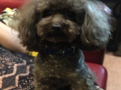 -百好乐宠物友好餐厅(朝外大街店)