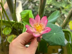-荷塘月色湿地公园·向阳花洲
