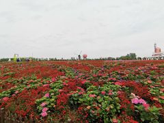 -荷兰花海