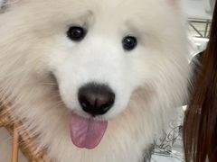 -星多哈·狗咖·拼豆·咖啡
