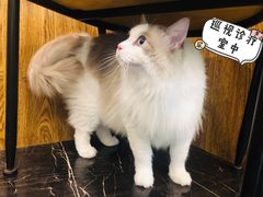 -宠颐生斯嘉宠物医院·急重症·心内科(谷阳北路分院)