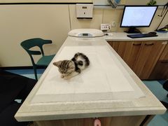 -萌兽医馆·犬猫专科·眼科中心·宠物医院(朝阳门分院)