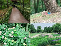 -上海共青森林公园