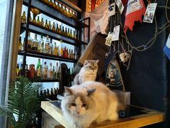 -故遥酒馆.赛事直播